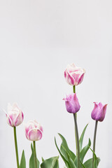 group of spring flowers on a white empty background