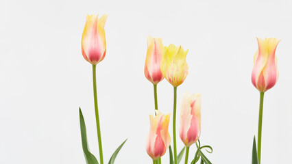 Floral Banner. Group of Red and Yellow Tulip Flowers on White Background