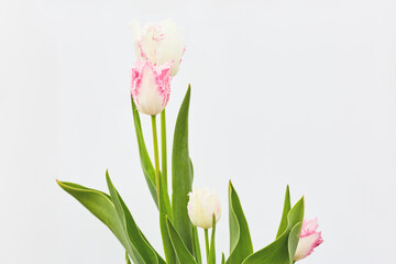 fringed tulips of white-pink delicate colors on a white empty background.
