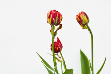 Group of Red and Yellow Flowers on White Background