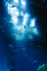 アクアワールド大洗の巨大水槽