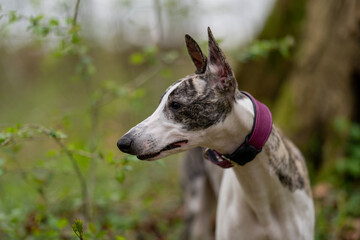 Beautiful portrait of a young brown brindle and white whippet with green nature as background