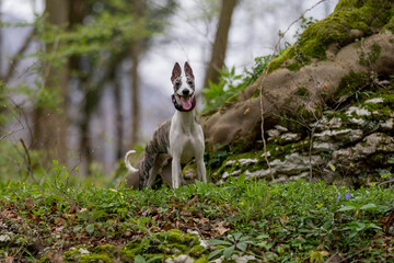 Cute dark brindle and white whippet with brown eyes standing in the forest with tongue out, front view