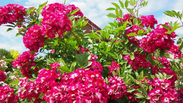 A rose is either a woody perennial flowering plant of genus Rosa. Bright pink, crimson and magenta double roses grow as a bush in park. Bush simple non-double small-flowered with many buds.