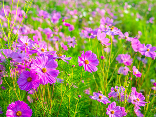 Beautiful purple cosmos flowers at cosmos field in moring sunlight. amazing of cosmos flower field landscape in sunset. nature flower  background.
