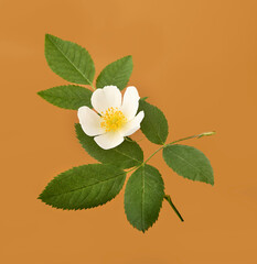 Rose hip flower  on color background. Herbal medicine. Macro.