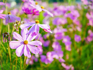 Close-up of beautiful cosmos flowers at cosmos field in moring sunlight. amazing of close-up of cosmos flower. nature flower  background.