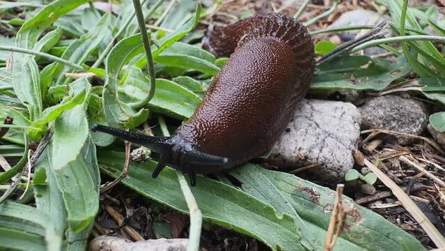 European pulmonate land snail (Helix aspersa)