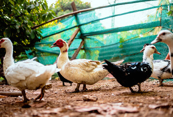 Flock group of duck  in the morning at duck farm , agriculture duck farm concept