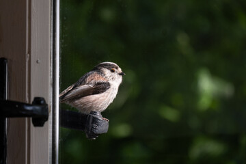 Long-tailed-tit bird perched on a door handle