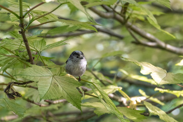 Long-tailed-tit bird perched in a shrub