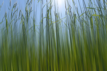 Green grass against blue sky.