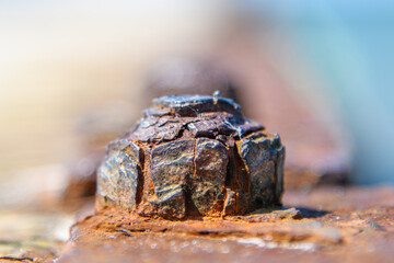 A rusty nut affected by the tooth of time.