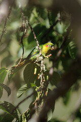 Sulphur-winged Parakeet Pyrrhura hoffmanni, parakeet with long pointed tail, isolated red cheek patch.  Bird in the cloudforest of Costa Rica.