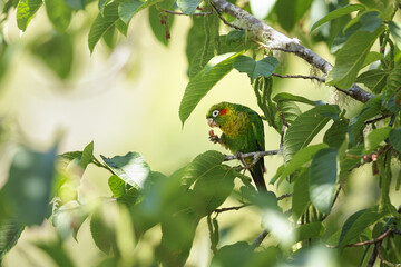 Sulphur-winged Parakeet Pyrrhura hoffmanni, parakeet with long pointed tail, isolated red cheek patch.  Bird in the cloudforest of Costa Rica.