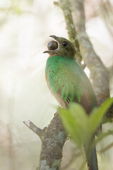 Resplendent Quetzal, Pharomachrus mocinno,  Highlands of Costa Rica. Green cloud forest. Magnificent sacred green and red bird. Quetzal with long tail, mountain habitat.