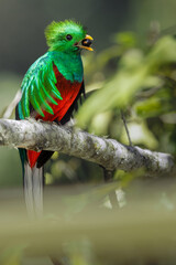 Resplendent Quetzal, Pharomachrus mocinno,  Highlands of Costa Rica. Green cloud forest. Magnificent sacred green and red bird. Quetzal with long tail, mountain habitat.