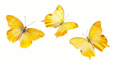 Set - three beautiful yellow butterflies Gonepteryx is