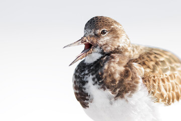 Ruddy turnstone - Wading bird - Arenaria interpres