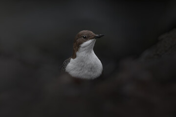 White-throated Dipper, Cinclus cinclus, brown bird with white throat in the river, waterfall in the...