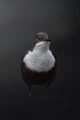White-throated Dipper, Cinclus cinclus, brown bird with white throat in the river.  Bird in natural environment.  Forest Slovenia.