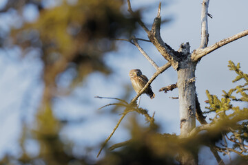 Eurasian Pygmy Owl, Glaucidium passerinum, sitting on tree branch in the forest. Eurasian tinny bird in natural habitat. Wildlife scene in nature.  Forest background.