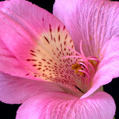 alstroemeria flower growing in the garden