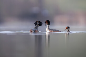 Great Crested Grebe, Podiceps cristatus, Bird in the nature habitat. Pair in the nature, mating...