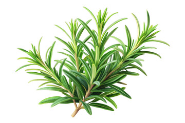 Obraz premium rosemary isolated on transparent background