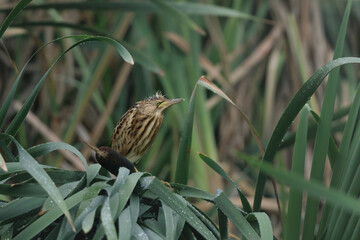 Juvenile Little Bittern, Ixobrychus minutus, sitting in the reed. Bird in natural environment. Belgium