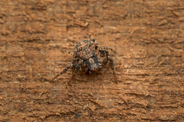 Ozyptila spec. - Lesser crab spiders.  Spider in natural habitat.  Belgium