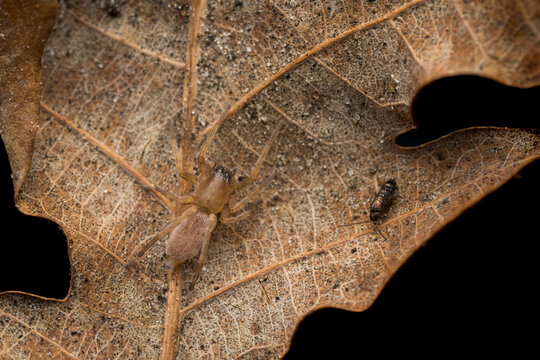 Drassodes is a genus of ground spiders. 
They are mostly brown, gray, or red,  spiders that live under rocks or bark in mostly dry habitats.
