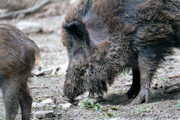 Wildschwein in freier Natur im Fruehling .