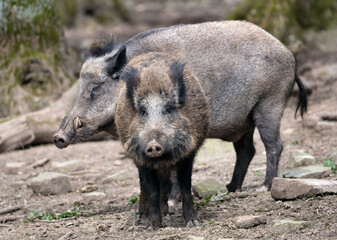 Wildschwein in freier Natur im Fruehling .