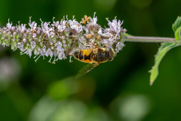 A hoverfly insect sits on a purple flower macro photography on a summer sunny day. Flower flies...