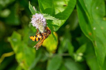 A hoverfly insect sits on a purple flower macro photography on a summer sunny day. Flower flies sits on a blooming mint plant close-up photo in the summer.	
