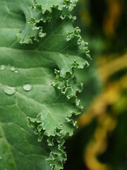 kale vegetable green leaf garden healthy care super food