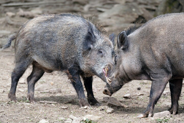Wildschwein in freier Natur im Fruehling .