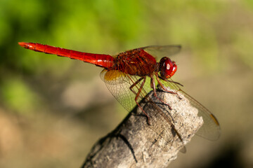 Libellula rossa in piena estate