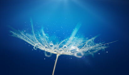 Macro shot of dew drops on white dandelion seeds on dark blue background with light leak. Soft focus