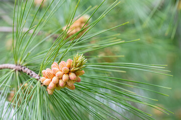 Closeup of male cones on a white pine tree