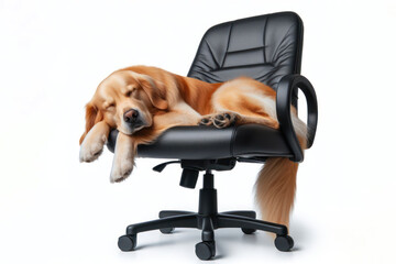 dog sleep on an office chair Isolated on white background
