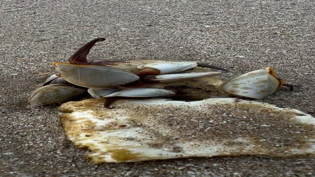Selective focus goose barnacles  moving on the beach.