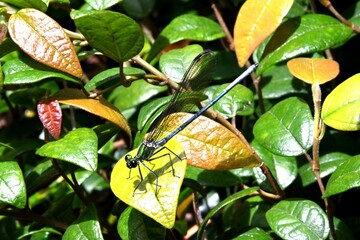ニホンカワトンボニホンカワトンボ