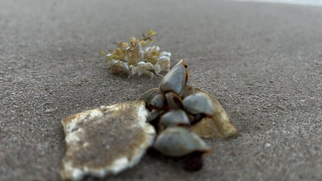Selective focus goose barnacles  moving on the beach.
