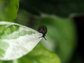snail eating vegetable leafes slowly and damage green garden