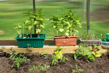 Fragment of a bed with soil in a greenhouse in spring. There are pots with seedlings of vegetables, tomatoes and sweet peppers. Background.