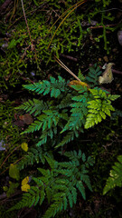 fern leaves