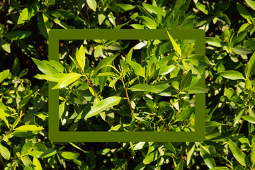 Green vertical garden, wall background, vertical garden wall