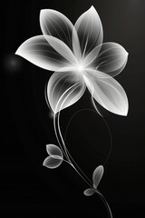 White Flower on Black Background